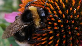 Bee collecting nectar from a flower
