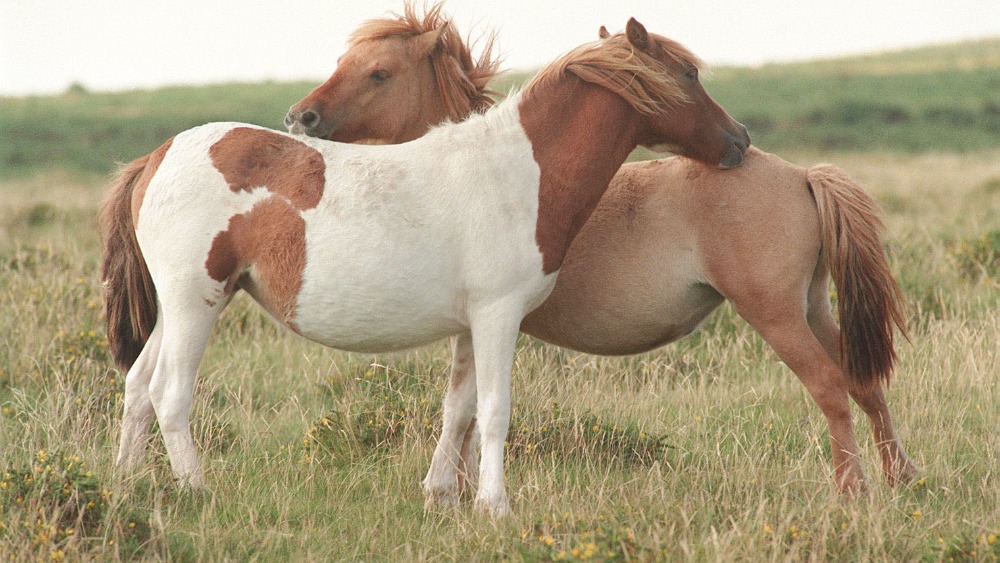 Dartmoor pony sales begin today West Country ITV News