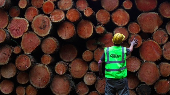Felled trees
