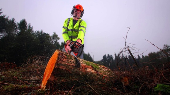 Felled trees