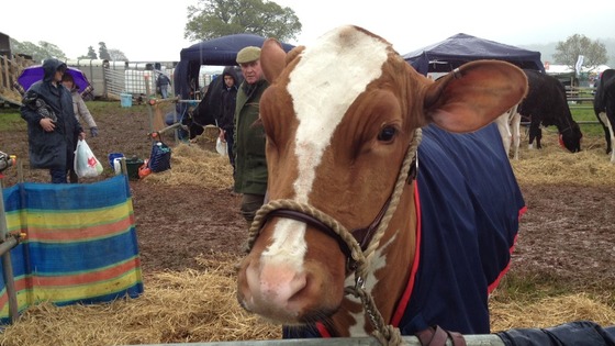 cow