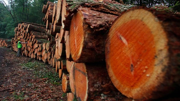 Felled trees