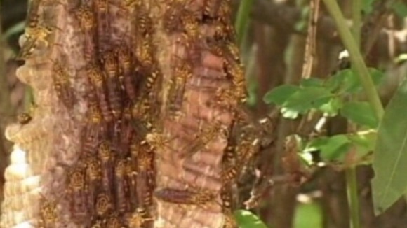 The Asian giant hornet has been blamed for the deaths. 