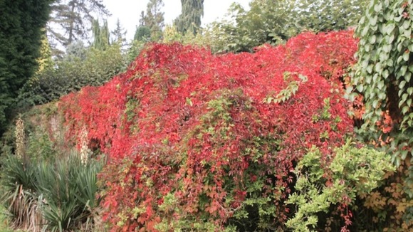 flaming leaves on climbing plant on wall at Arley Arboretum