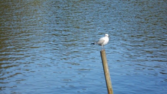 bird on stick in water