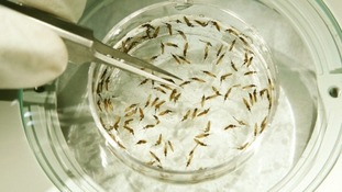 GlaxoSmithKline has conducted successful trials of a vaccine against malaria.