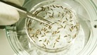 GlaxoSmithKline has conducted successful trials of a vaccine against malaria.