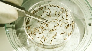 GlaxoSmithKline has conducted successful trials of a vaccine against malaria.
