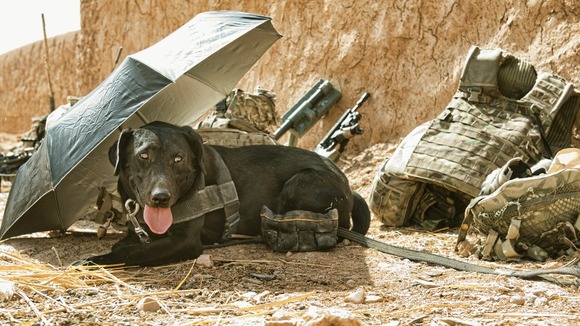'Hot under the collar' by Cpl Jamie Peters RLC