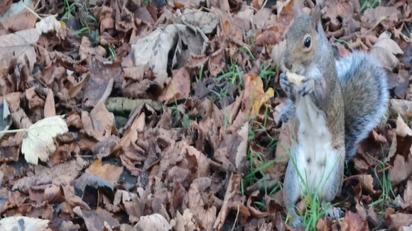 squirrel amongst leaves nibbling nut
