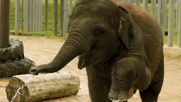 Elephant