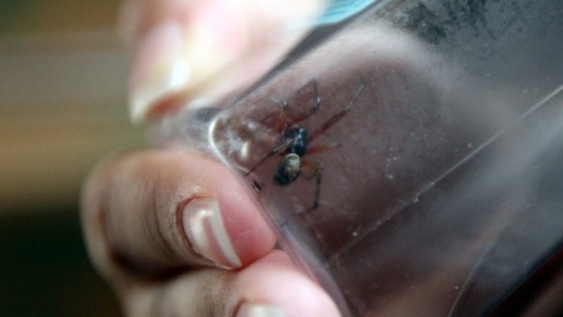A spider believed to be a False Black Widow