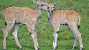 Port Lympne, Kent, eland