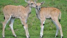 Port Lympne, Kent, eland