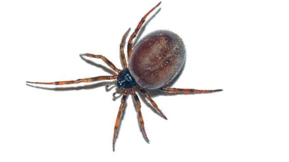 A black widow (steatoda nobilis) spider
