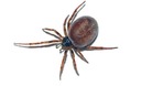 A black widow (steatoda nobilis) spider