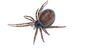 A black widow (steatoda nobilis) spider