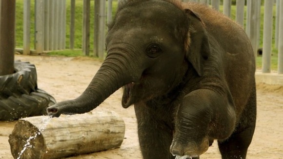 Elephants appear to grasp the point of pointing without any training, a study has found