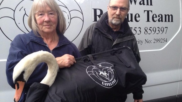 swan rescue