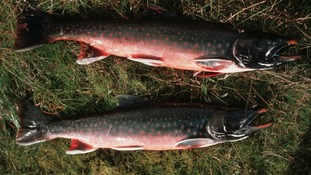 2 Arctic Char fish