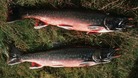 2 Arctic Char fish