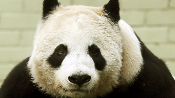 Giant panda Tian Tian is not expecting a cub.