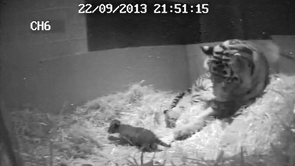 CCCTV taken shortly after the cub's birth