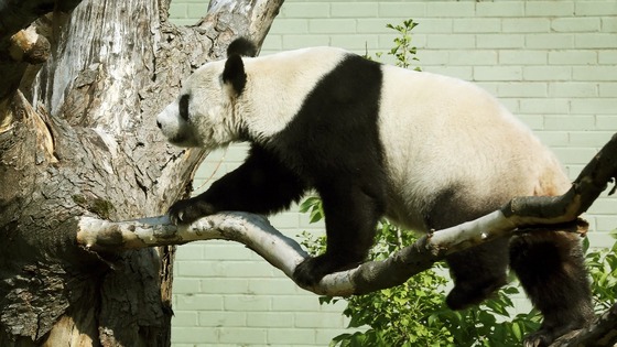 Tian Tian had been keeping keepers at Edinburgh Zoo guessing over her possible pregnancy.