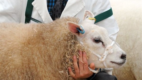 An entrant in last year's Countryside Live