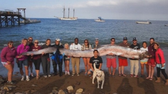 More than 15 people helped Jasmine Santana the 18-foot-long oarfish to shore.