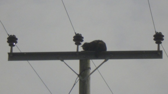 Coco the cat was stuck up the electricity pole in St Cyrus for almost 24 hours before being rescued.