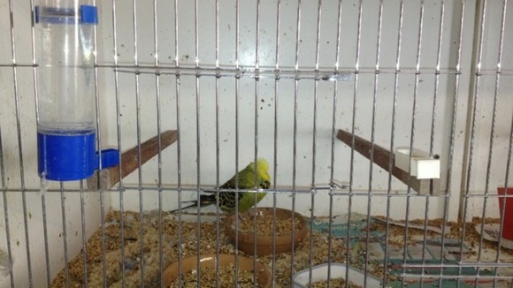 Budgie in cage