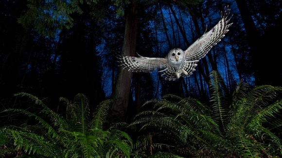 The flight path