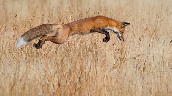 Lucky pounce