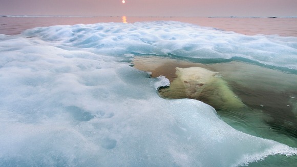 The water bear
