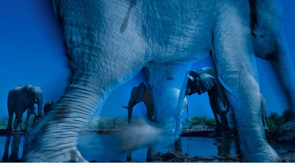 Essence of elephants