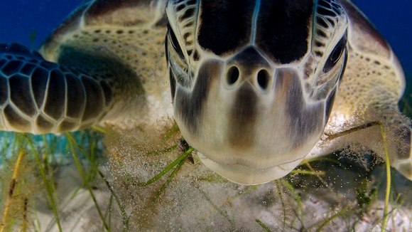 Dive buddy