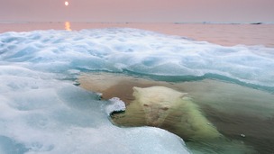 The water bear