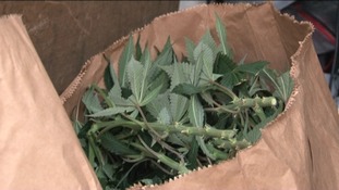 Police found £1.2 million of cannabis plants