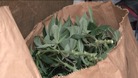 Police found £1.2 million of cannabis plants