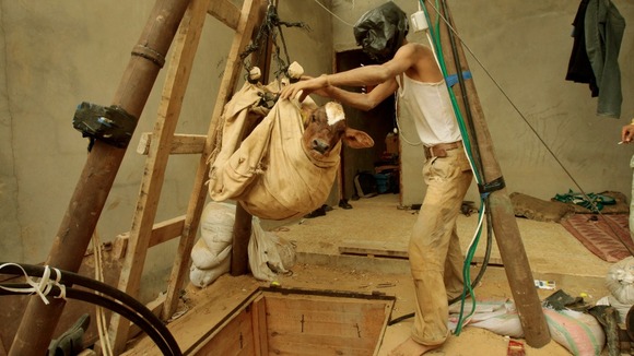 A Palestinian smuggler hauls a calf out from a tunnel that goes beneath the Egyptian-Gaza border