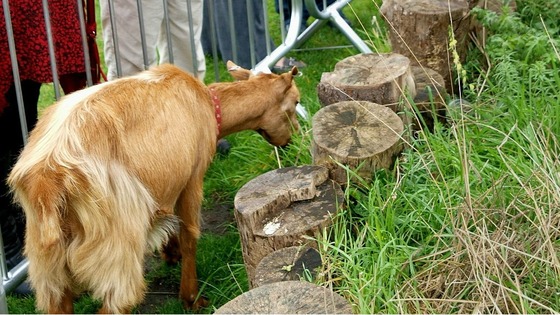 One of the goats gets to work.