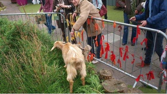 Visitors look down at goats grazing on the roof