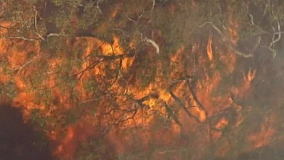 A tree engulfed in flames in Australia.