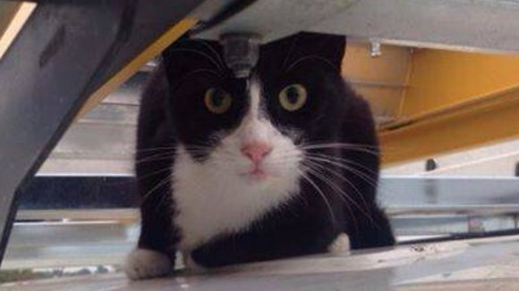 Kick Buttowski was reunited with his young owner after a Facebook appeal.