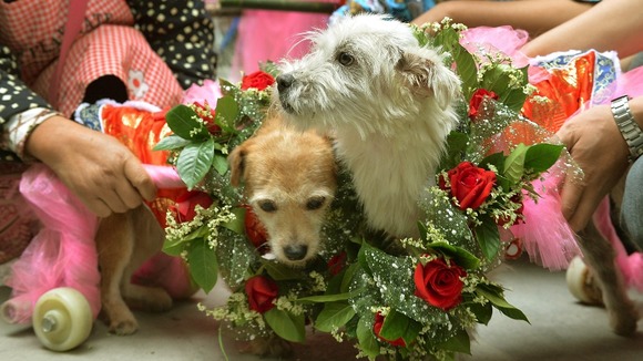 Bride dog "Lanlan" and groom dog "Guaiguai" (R) wear garlands during their wedding