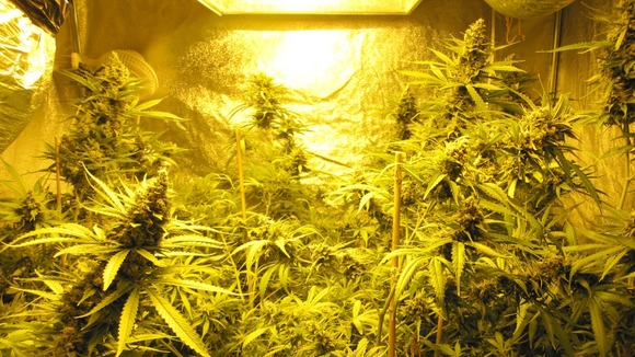 cannabis factory