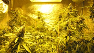 cannabis factory