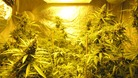 cannabis factory