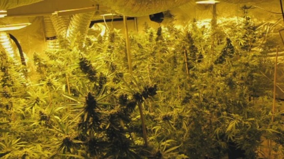 Maidstone, cannabis, factory